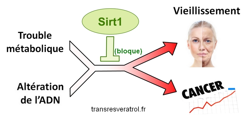 resveratrol sirt1